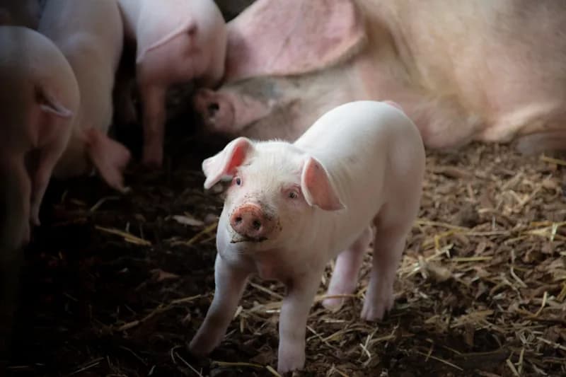 Photo de Cochon de selle Biscotte, explorateur des champs — Démo