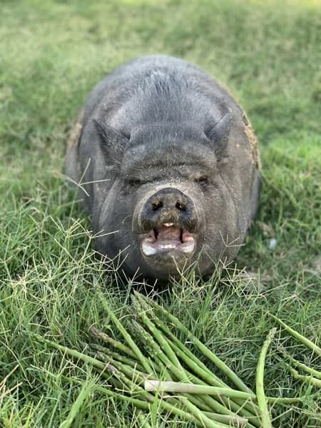 Photo de Cochon de selle Gaston, grand voyageur tranquille — Démo