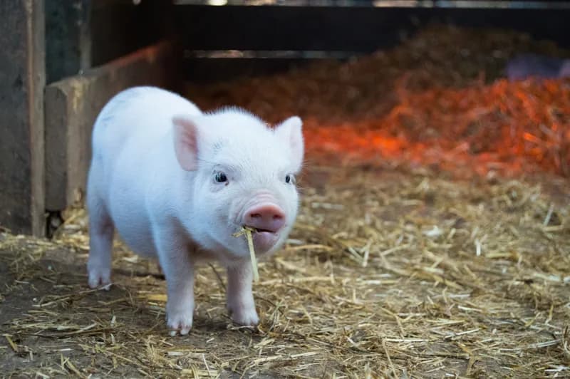Photo de Cochon de selle Pépito, apprenti chevalier — Démo