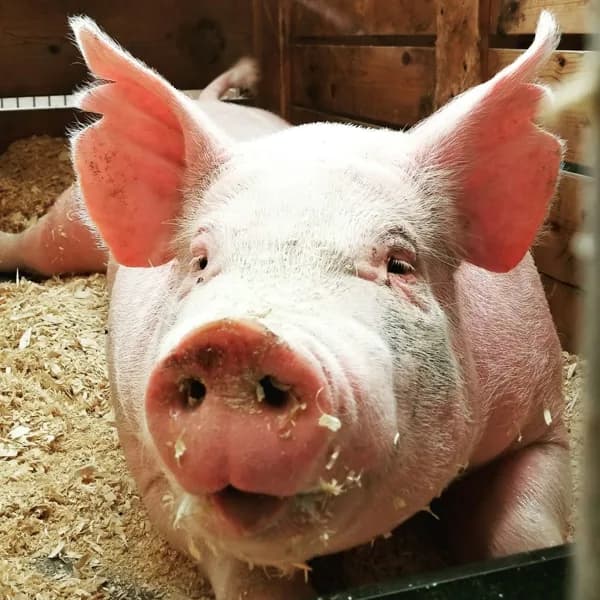 Photo de Cochon de selle Capitaine Groin, modèle prestige — Démo