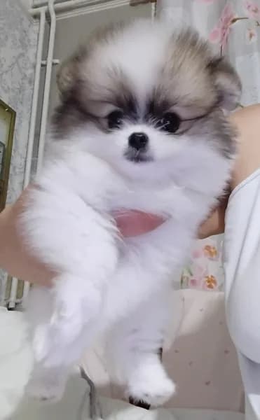 chiens spitz, photo 1