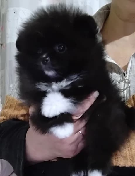 chiens spitz, photo 2