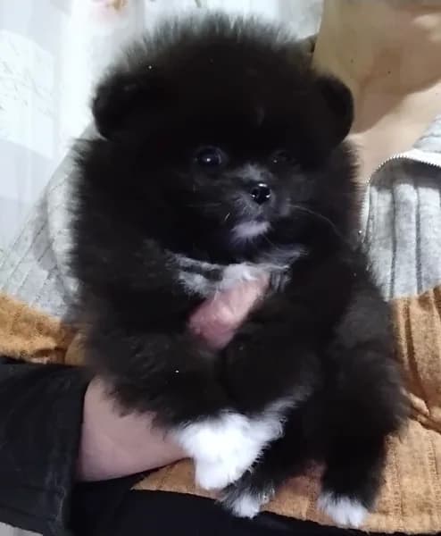 chiens spitz, photo 3
