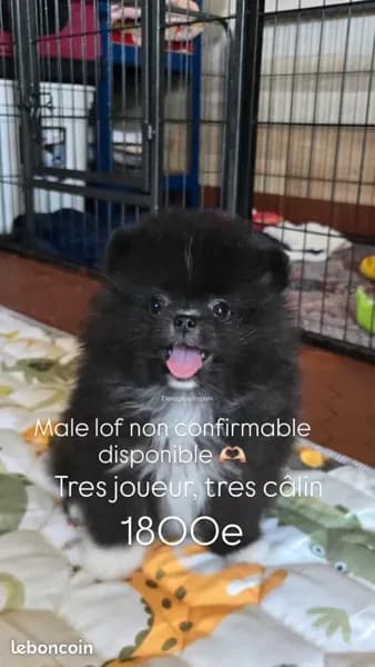 Spitz nain, photo 3