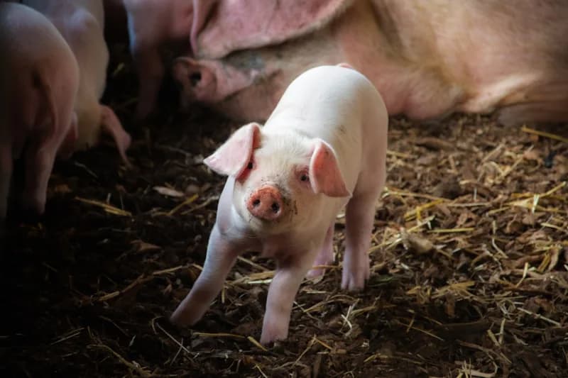 Photo de Cochon de selle Truffe, champion du petit trot — Démo