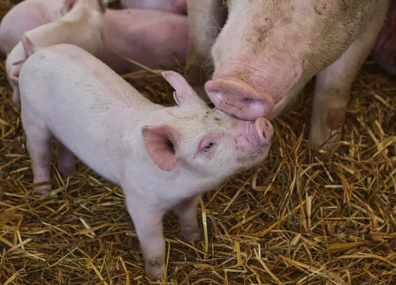 Photo de Cochon de selle Rosalie, reine des promenades — Démo