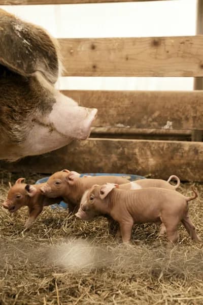 Photo de Cochon de selle Caramel, guide des aventuriers — Démo