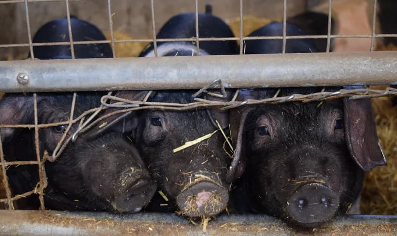 Photo de Cochon de selle Réglisse, édition tout-terrain — Démo