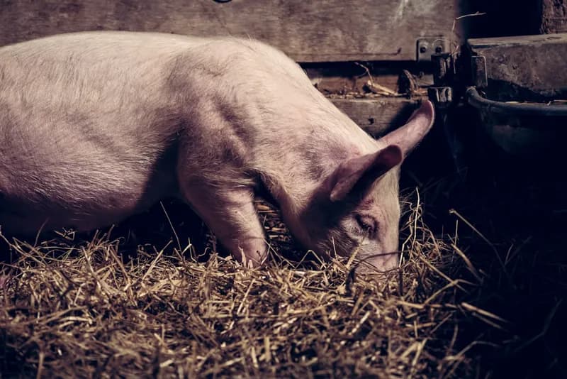 Photo de Cochon de selle Nougat, spécialiste des siestes — Démo