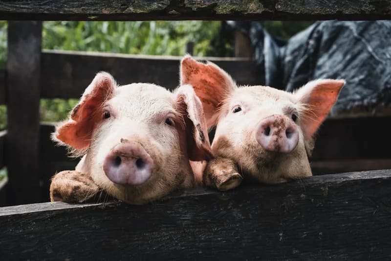 Photo de Duo de cochons de selle Zig et Zag — Démo